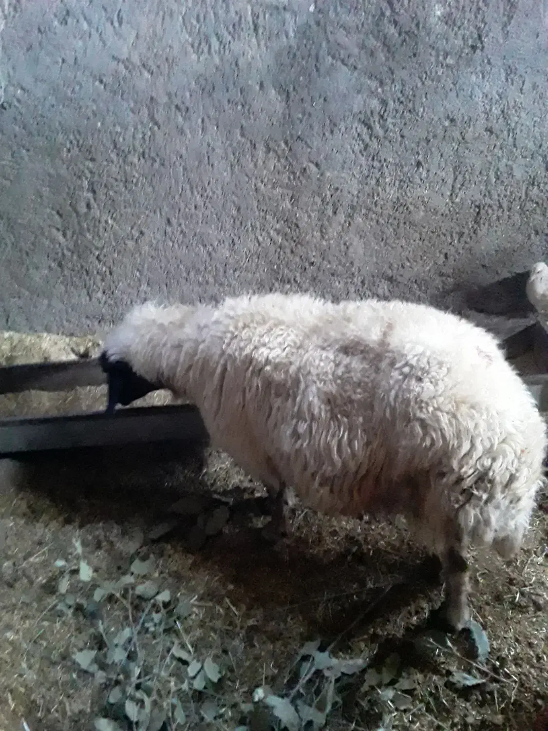 یک عدد گوسفند چاق سالم وسرحال|حیوانات مزرعه|سیوان, |دیوار