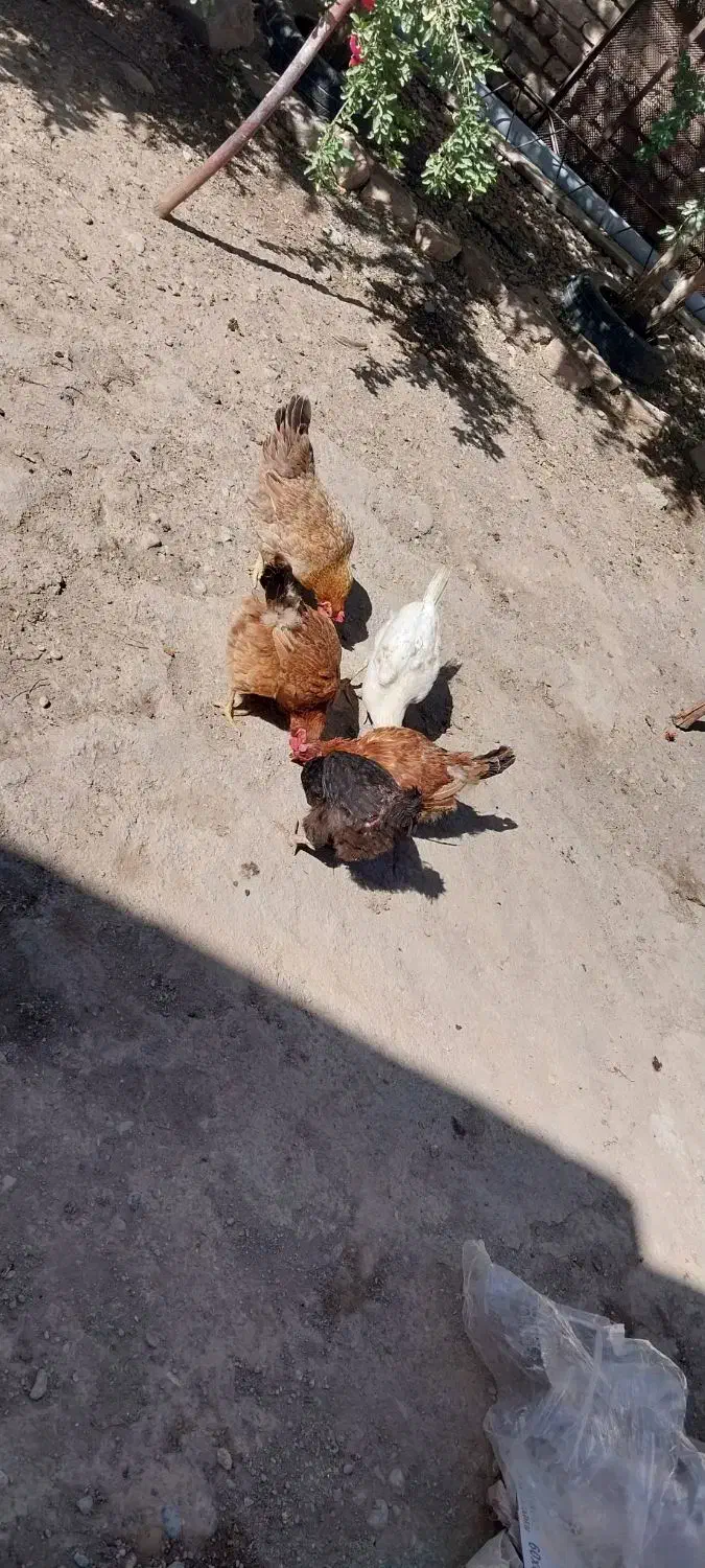 مرغ|حیوانات مزرعه|تاکستان, |دیوار