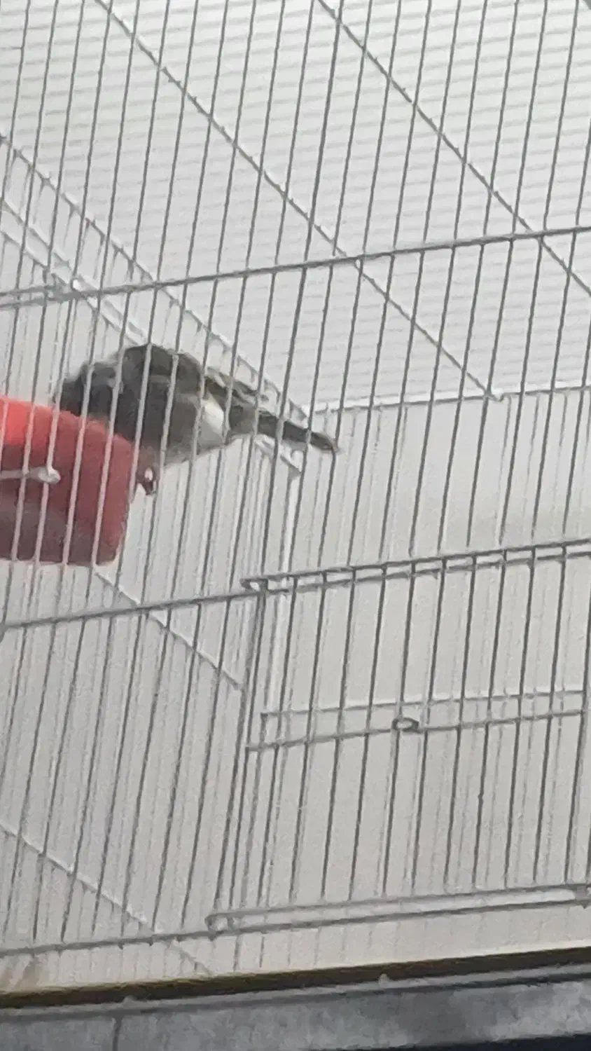 قناری گلاستر.  ماده|پرنده|مشهد, هدایت|دیوار