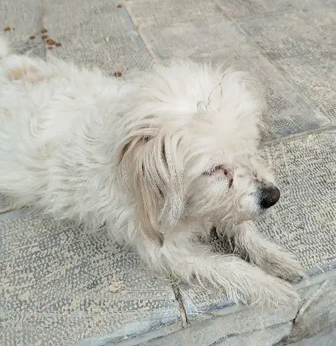 سگ پا کوتاه|سگ|اردکان, |دیوار