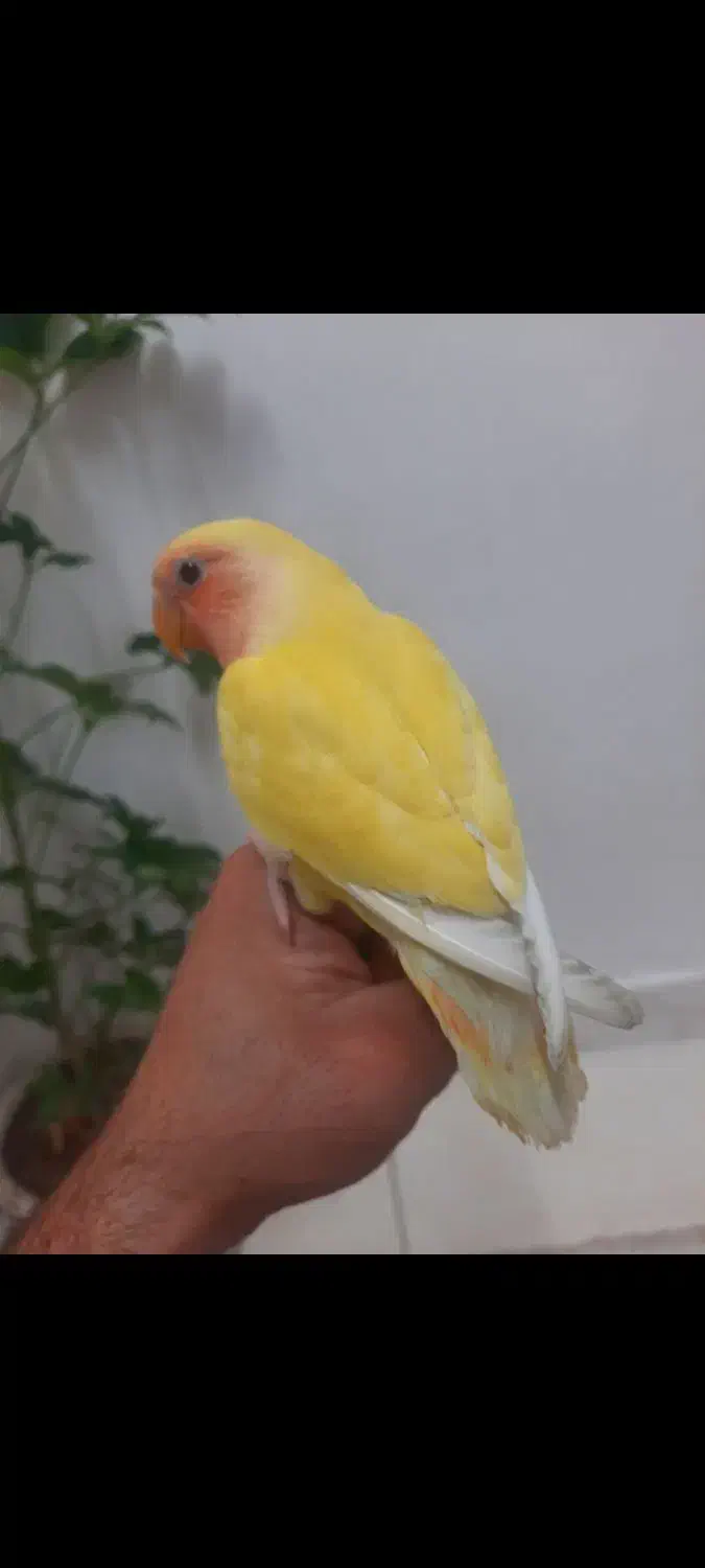 طوطی برزیلی یونگ|پرنده|قرچک, پویینک|دیوار