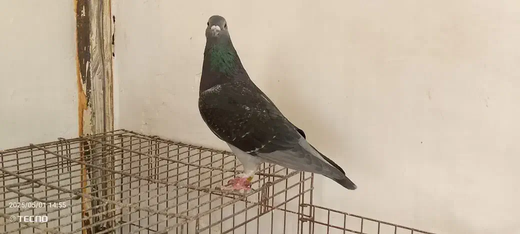 پرنده مسافت بلند|پرنده|اهواز, کوی آزادی|دیوار