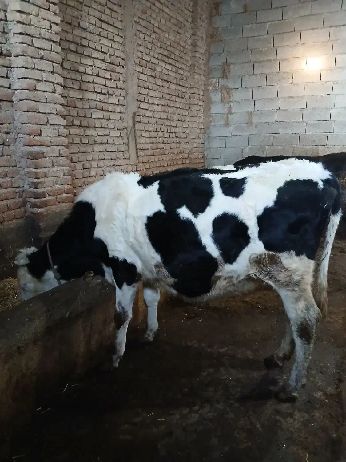 گاو|حیوانات مزرعه|هیر, |دیوار