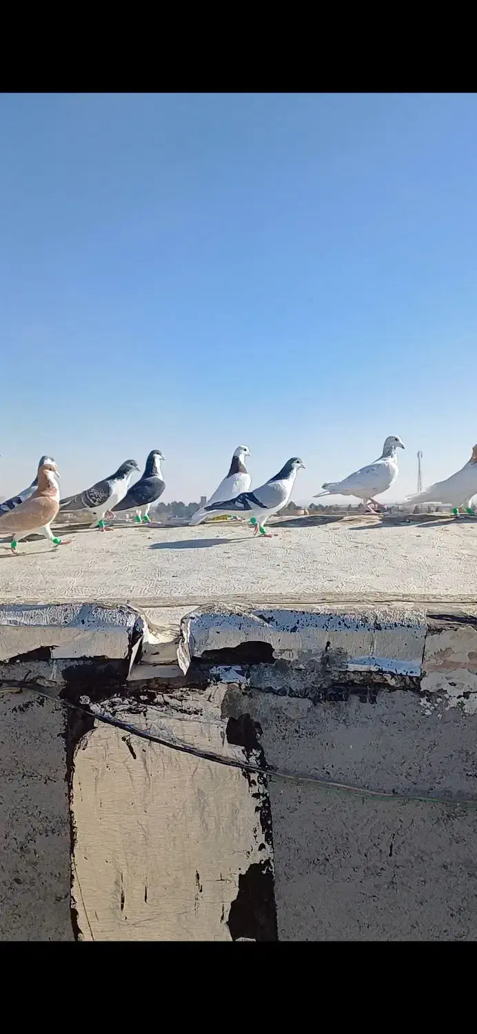 کبوتر بوم|پرنده|مشهد, امیریه|دیوار