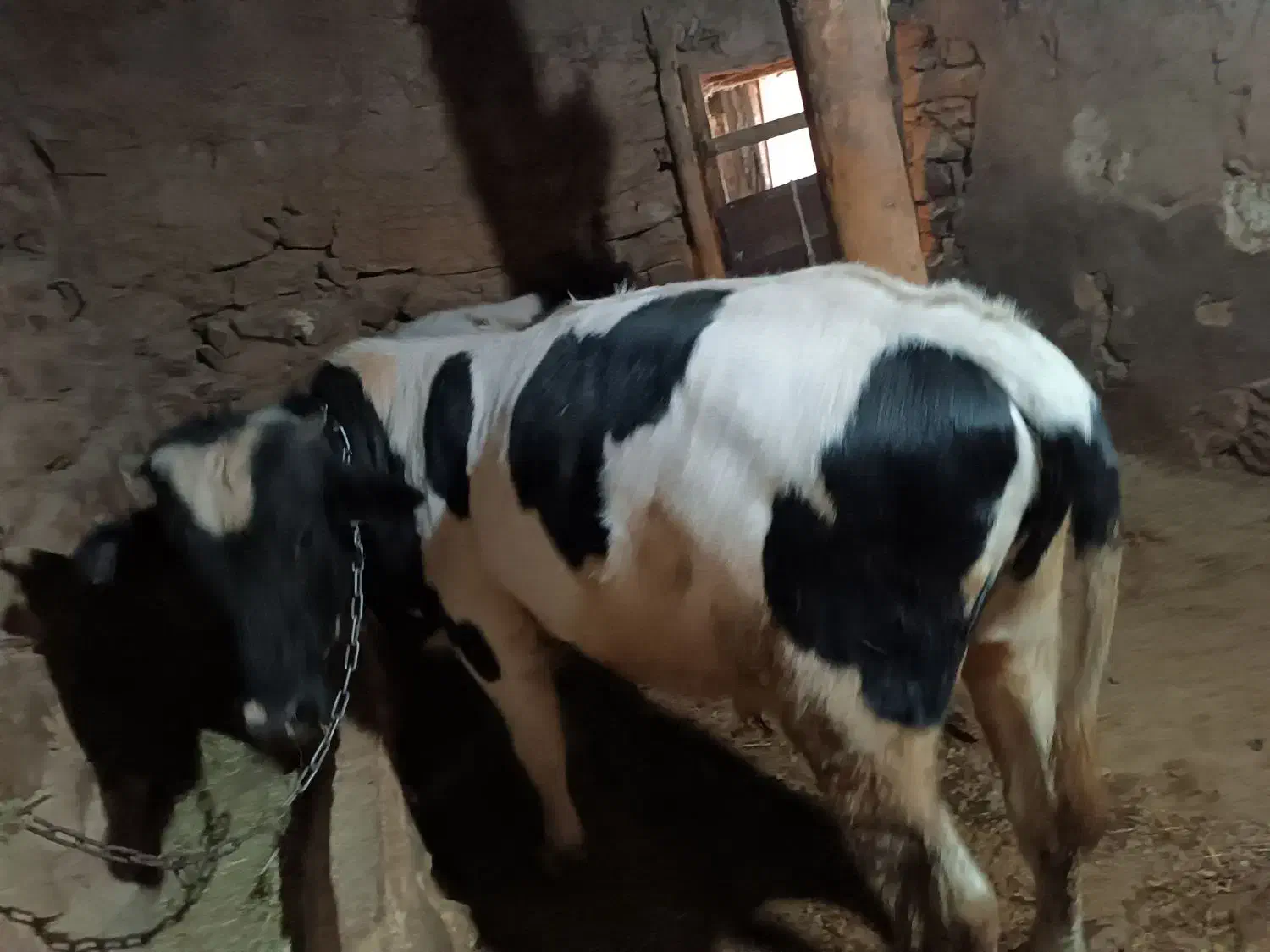 پارین نر گوشتی|حیوانات مزرعه|سارال, |دیوار