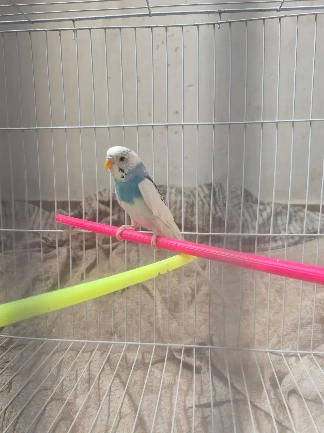 مرغ عشق|پرنده|کرمان, |دیوار