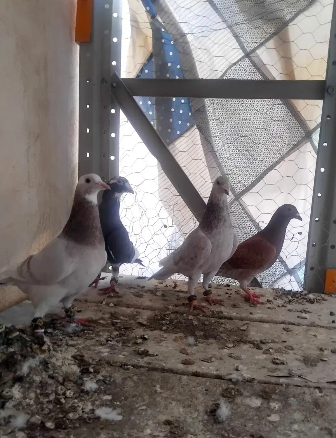 کبوتر|پرنده|بجنورد, |دیوار