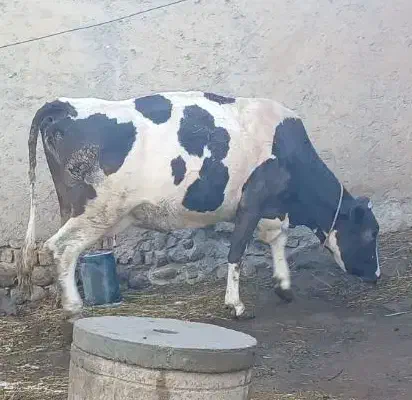 گاو سیمنتال با گوساله ماده|حیوانات مزرعه|نظر کهریزی, |دیوار