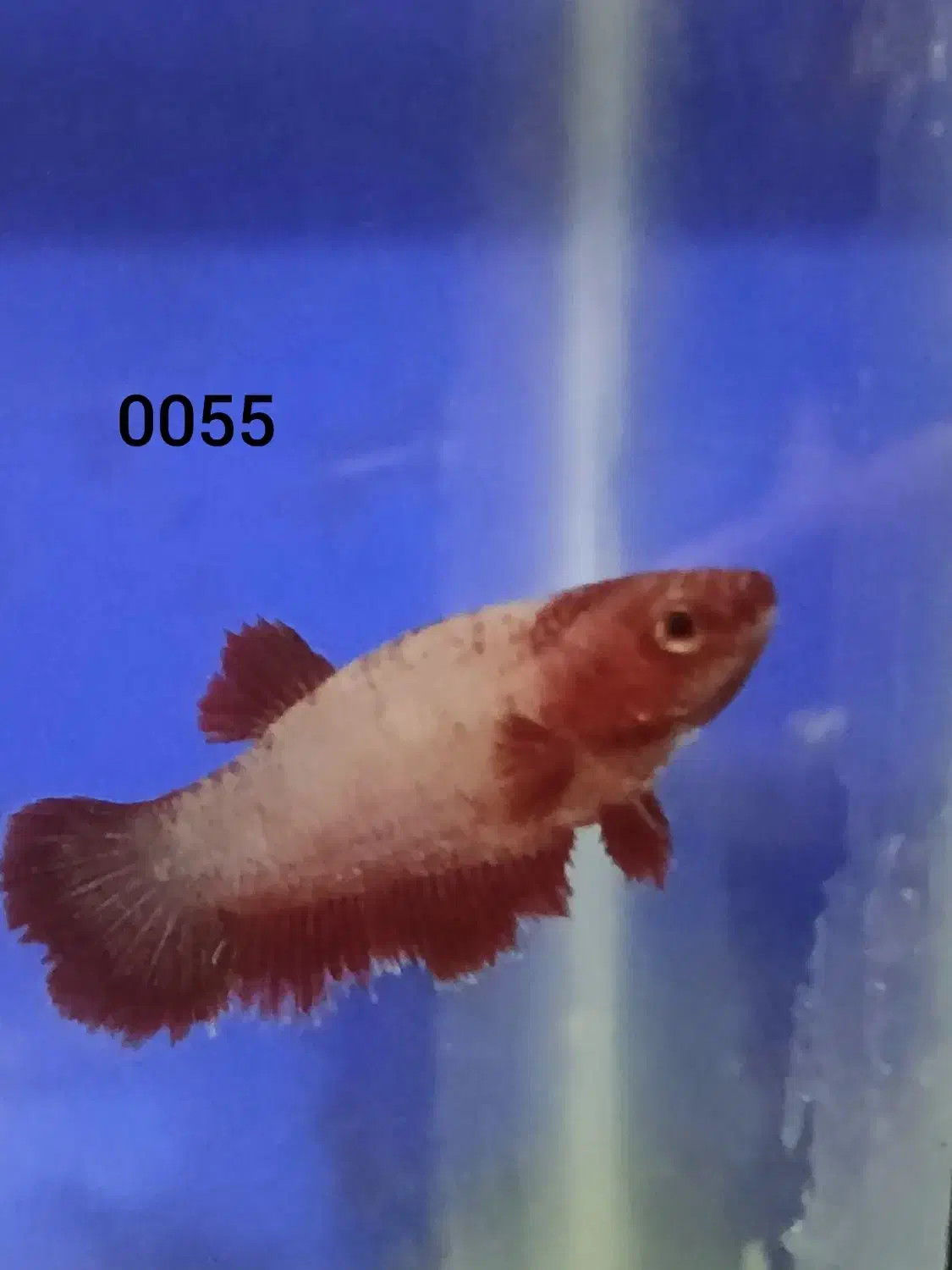 ماهی فایتر ماده|ماهی|خرم‌آباد, |دیوار