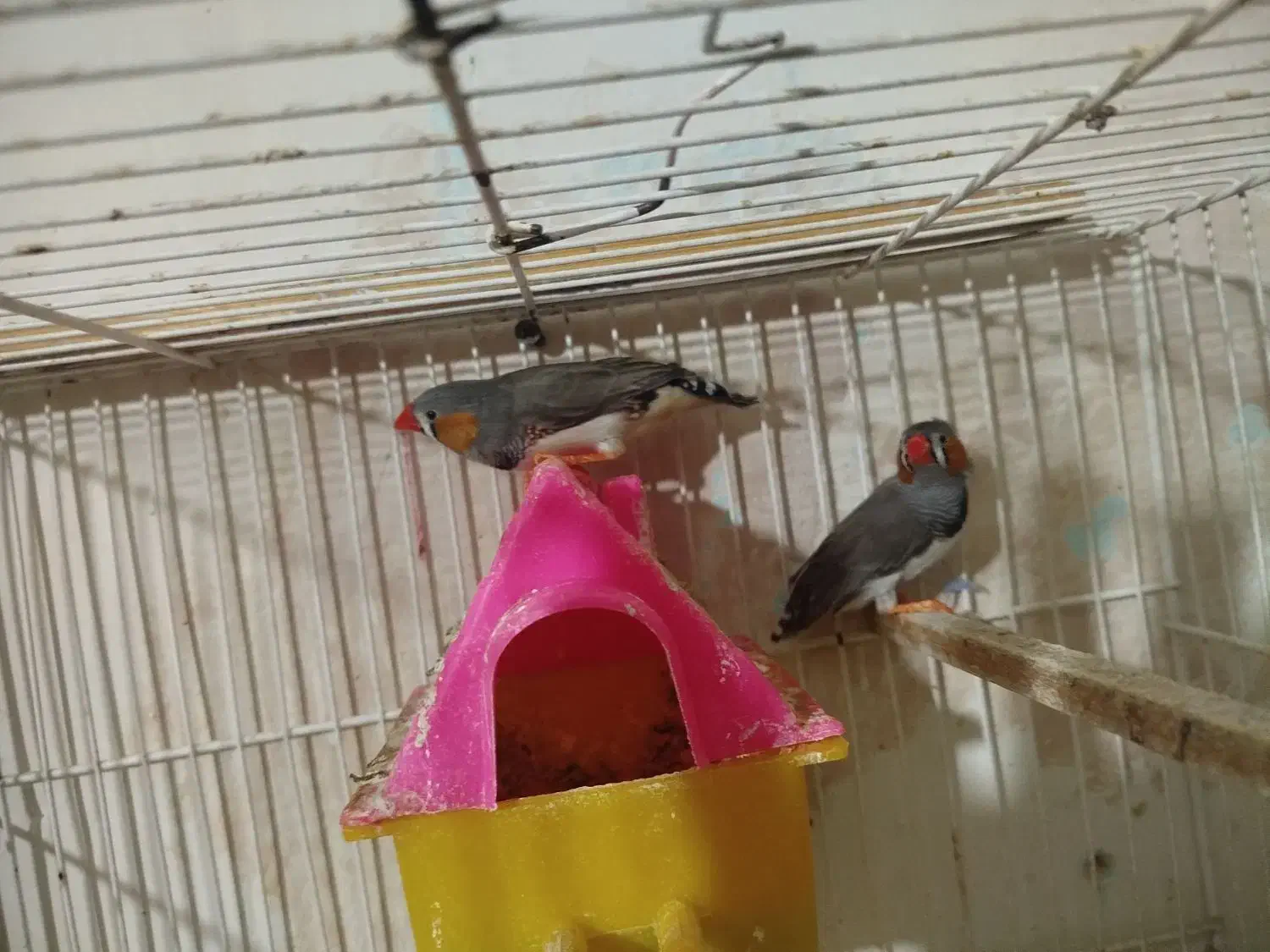 مرغ عشق عروس هلندی فنچ کبوتر|پرنده|مشهد, چاهشک|دیوار