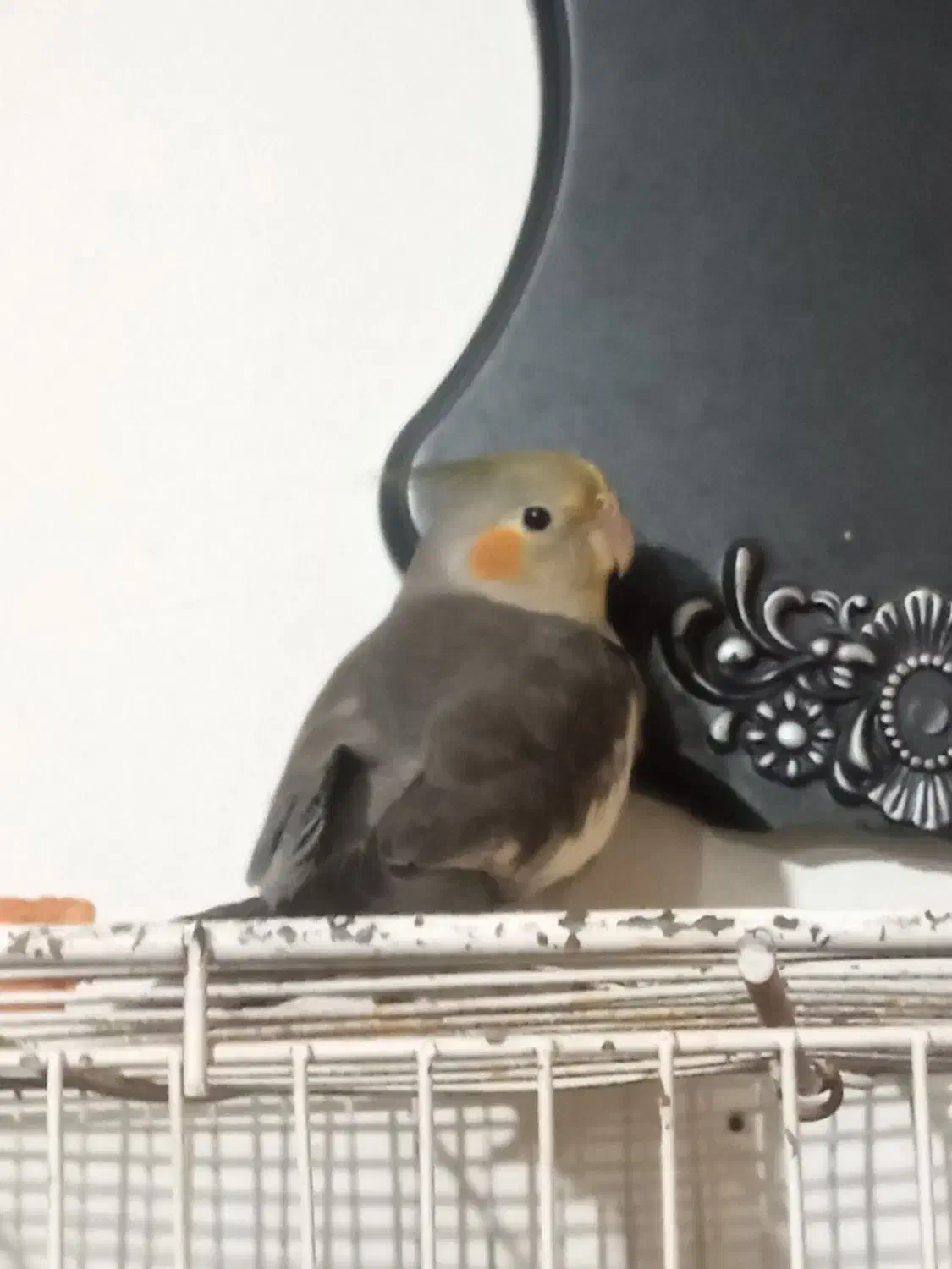 عروس هلندی|پرنده|مشهد, نیزه|دیوار