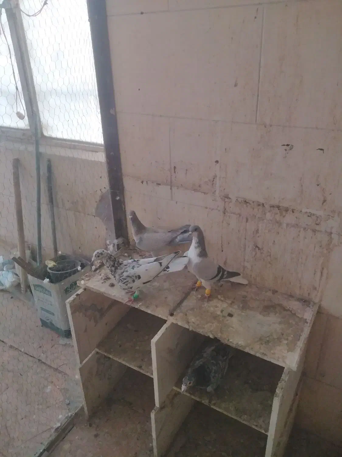 3 تا حیوان پرنده زنگ|پرنده|محمدیه-قزوین, |دیوار