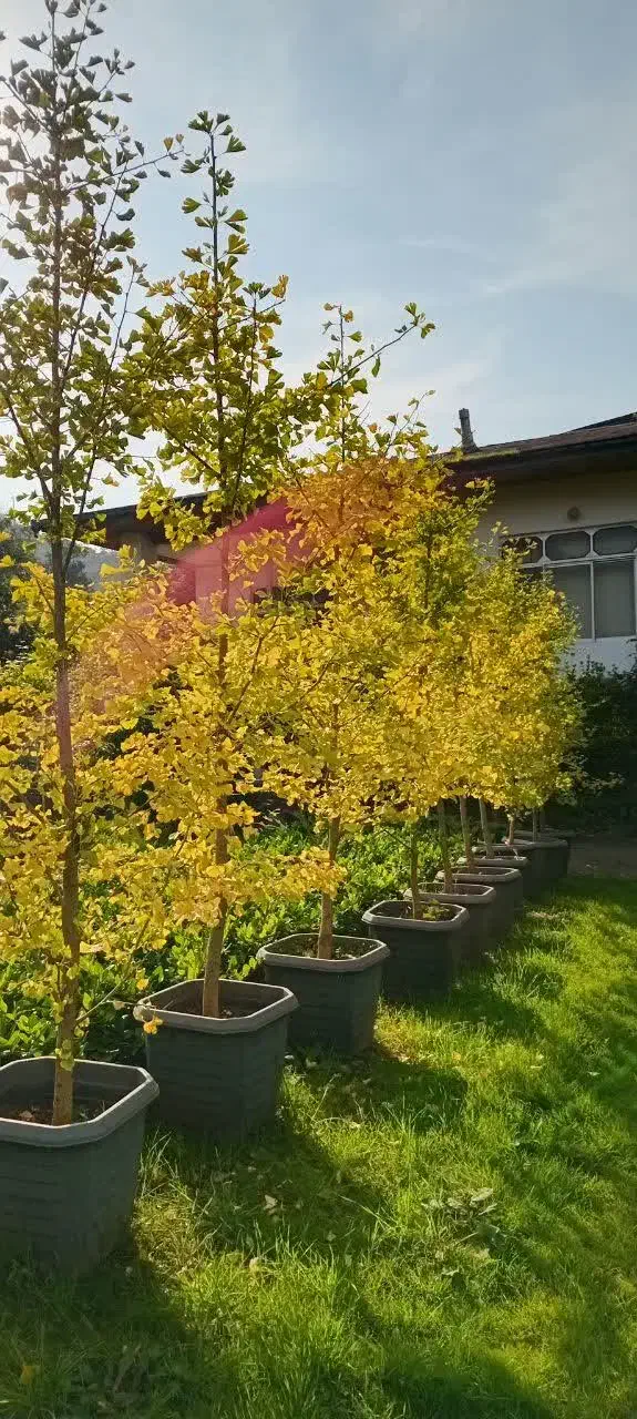 فروش فوری ژینگو|گل و گیاه طبیعی|واجارگاه, |دیوار