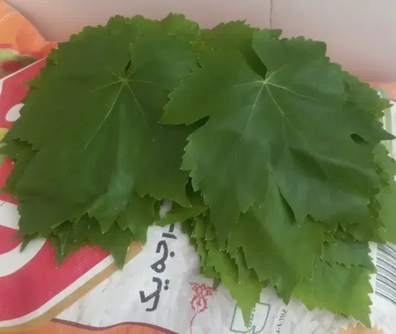 برگ دلمه|خوردنی و آشامیدنی|شیروان (خراسان), |دیوار