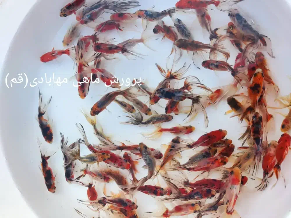 ماهی گلدفیش|ماهی|قم, تعویض پلاک|دیوار