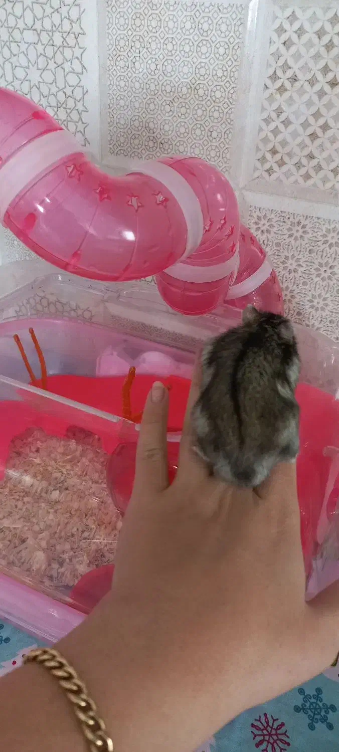 همستر کمپل رام و دستی و بازیگوش|موش و خرگوش|همدان, |دیوار