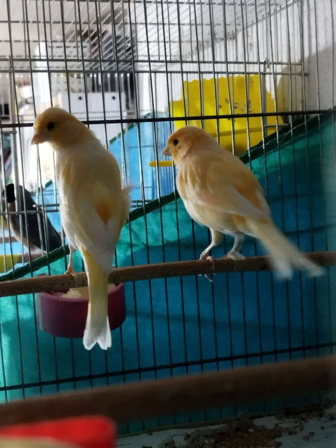 قناری|پرنده|سنندج, |دیوار