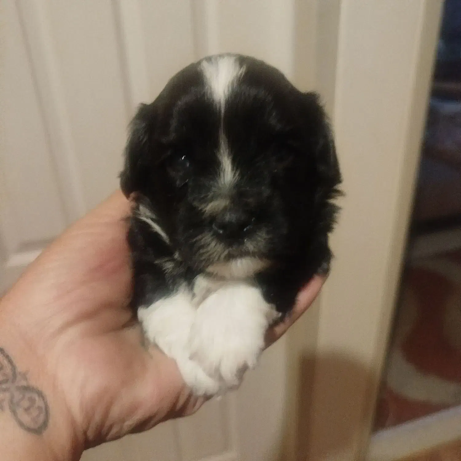 طوله سگ تریرخانگی|سگ|تبریز, |دیوار