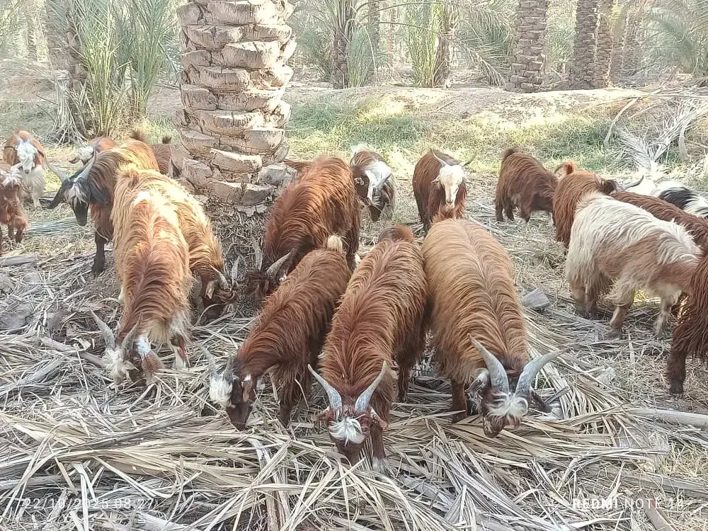 ۳۰تاکهره نر روهم جفتی ۱۲۵۰۰|حیوانات مزرعه|خشت, |دیوار