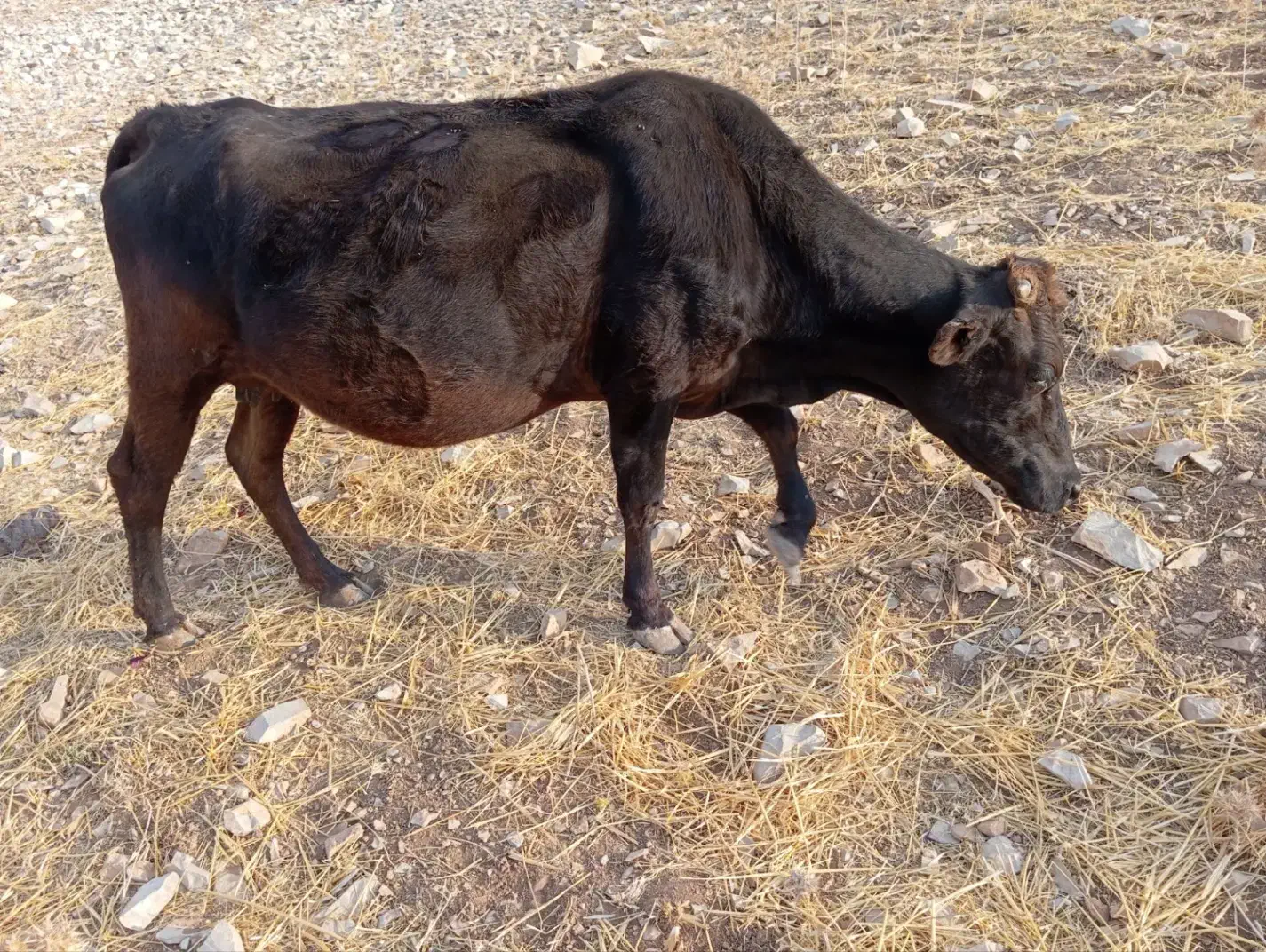 گاو|حیوانات مزرعه|ثلاث باباجانی, |دیوار