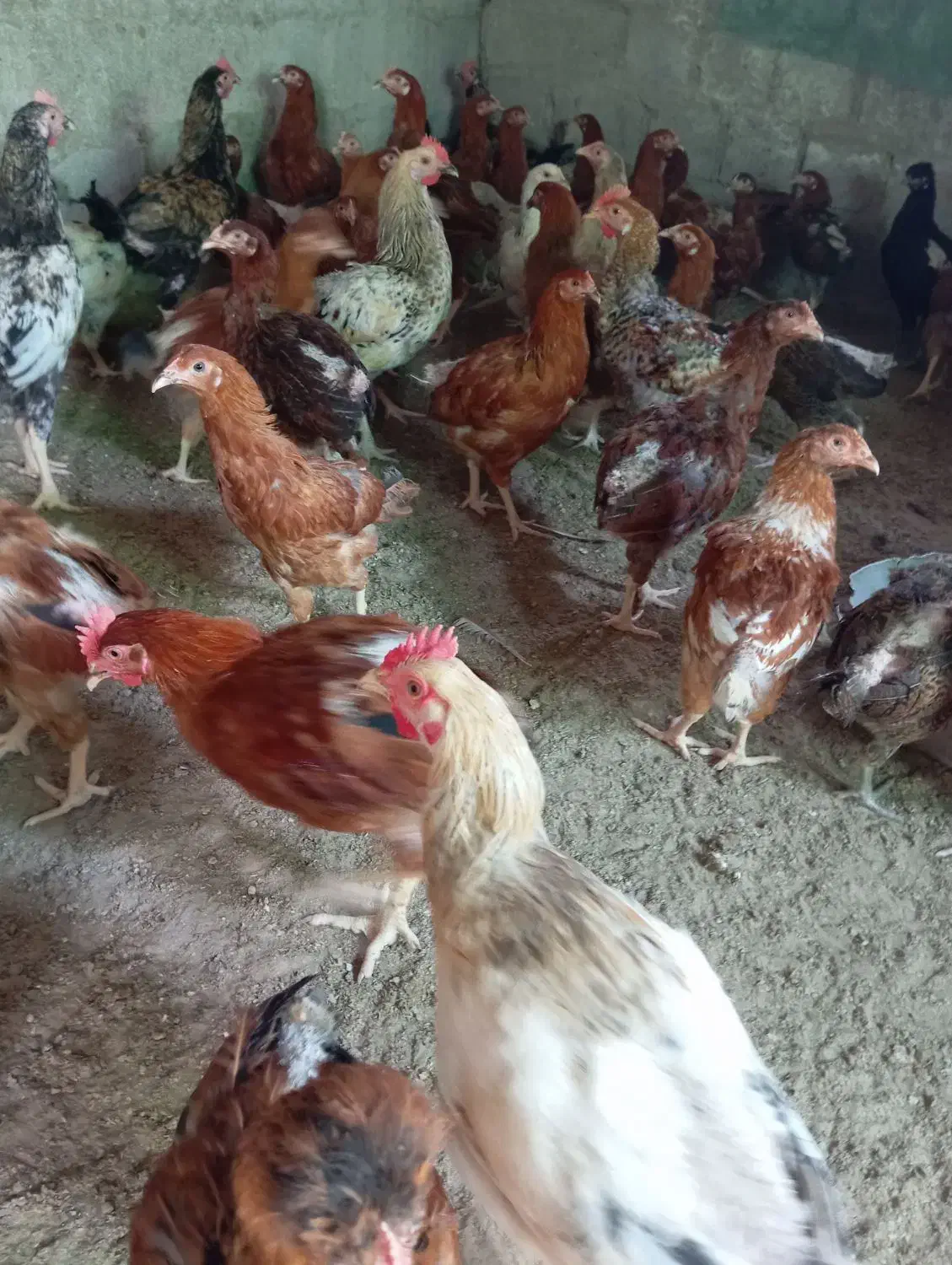 مرغ  تخمگذار|حیوانات مزرعه|بمانی, |دیوار