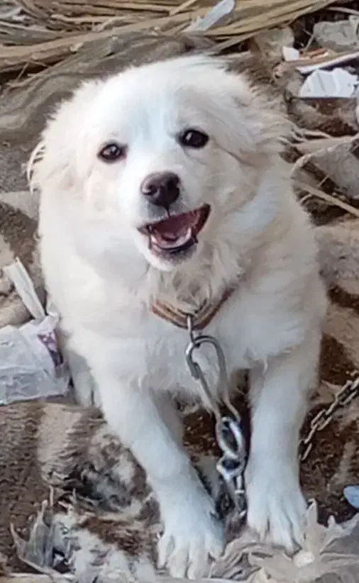 سگ درنظامشهر|سگ|نرماشیر, |دیوار