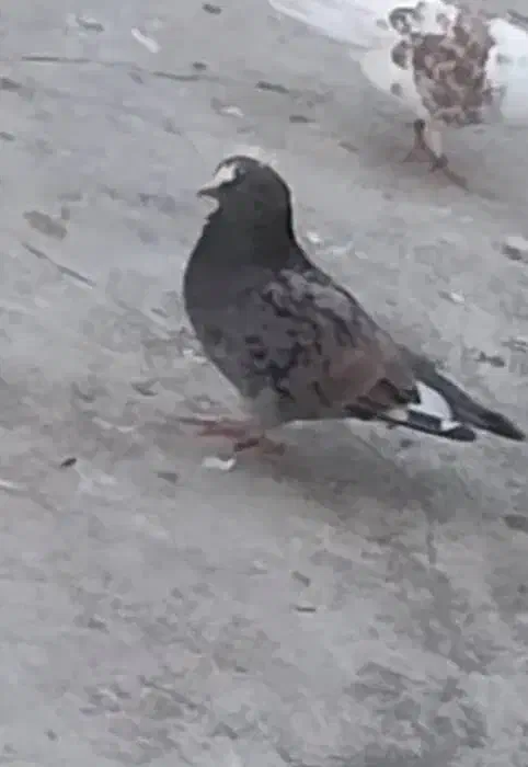 کبوتر باخت رفته|پرنده|کوچصفهان, |دیوار