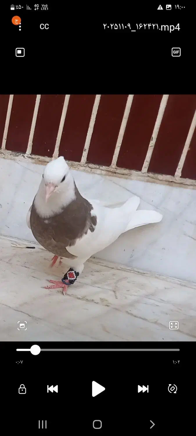 طوقی قهوای بشرط|پرنده|لنجان, |دیوار