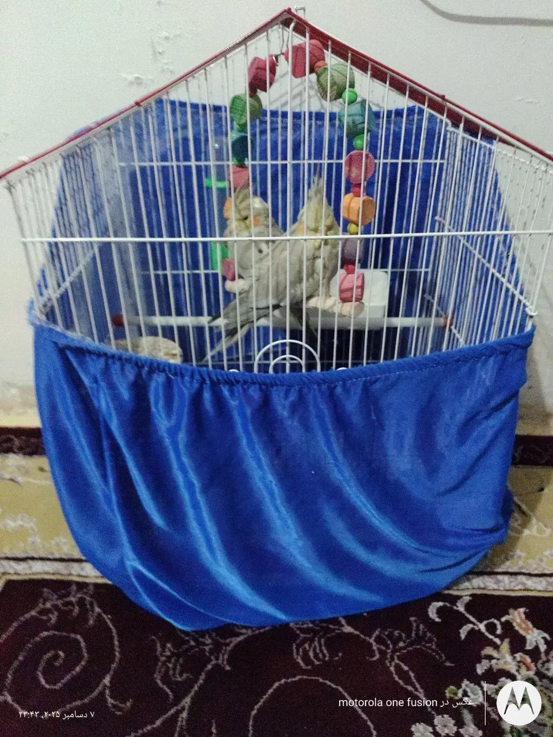 عروس هلندی دستی و رام|پرنده|بومهن, |دیوار