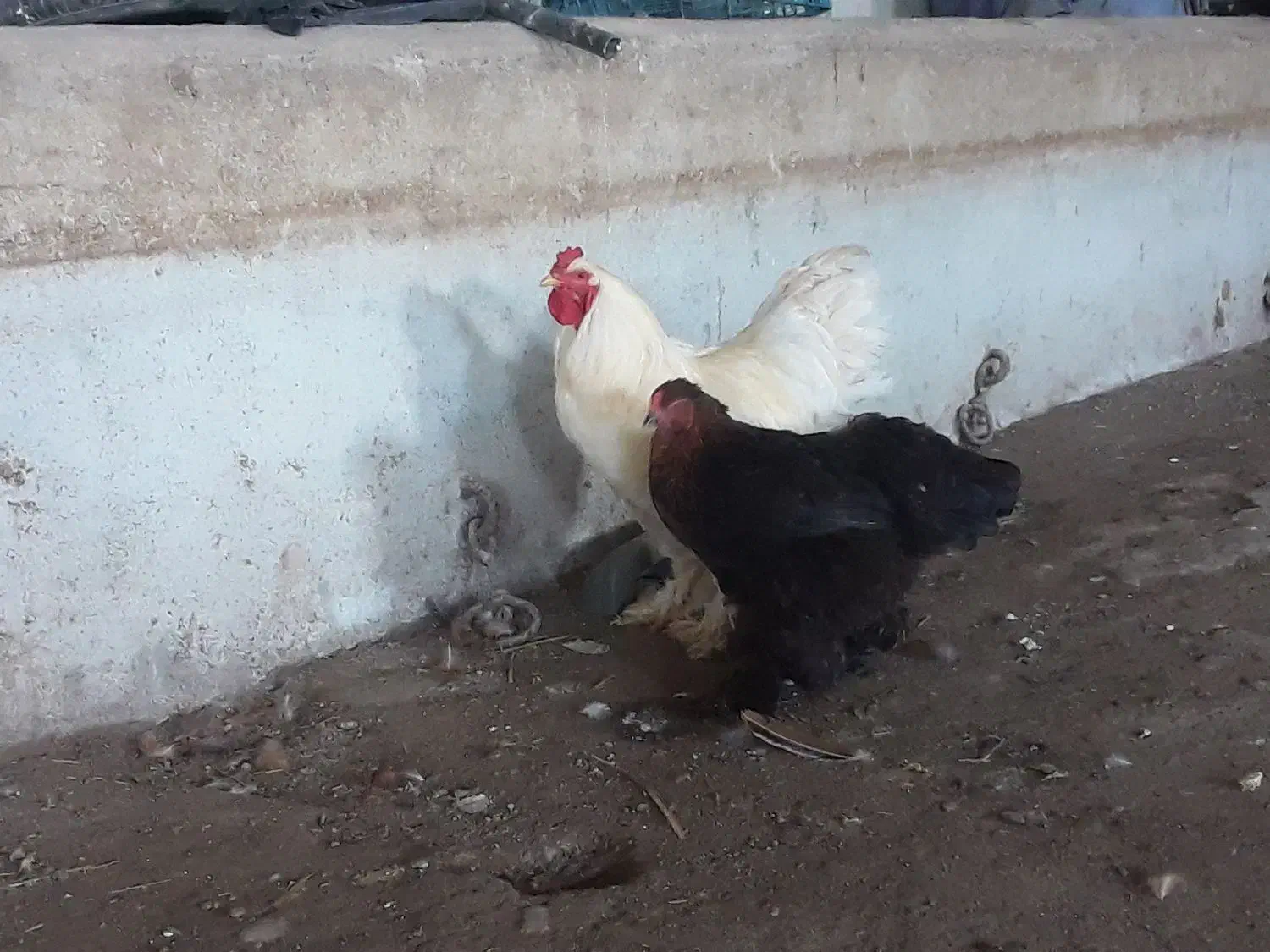 مرغ خروس برهمای اصل|حیوانات مزرعه|ارشق, |دیوار