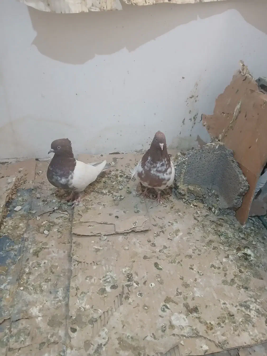 کفتر کله دارخوب|پرنده|شاهدشهر, |دیوار