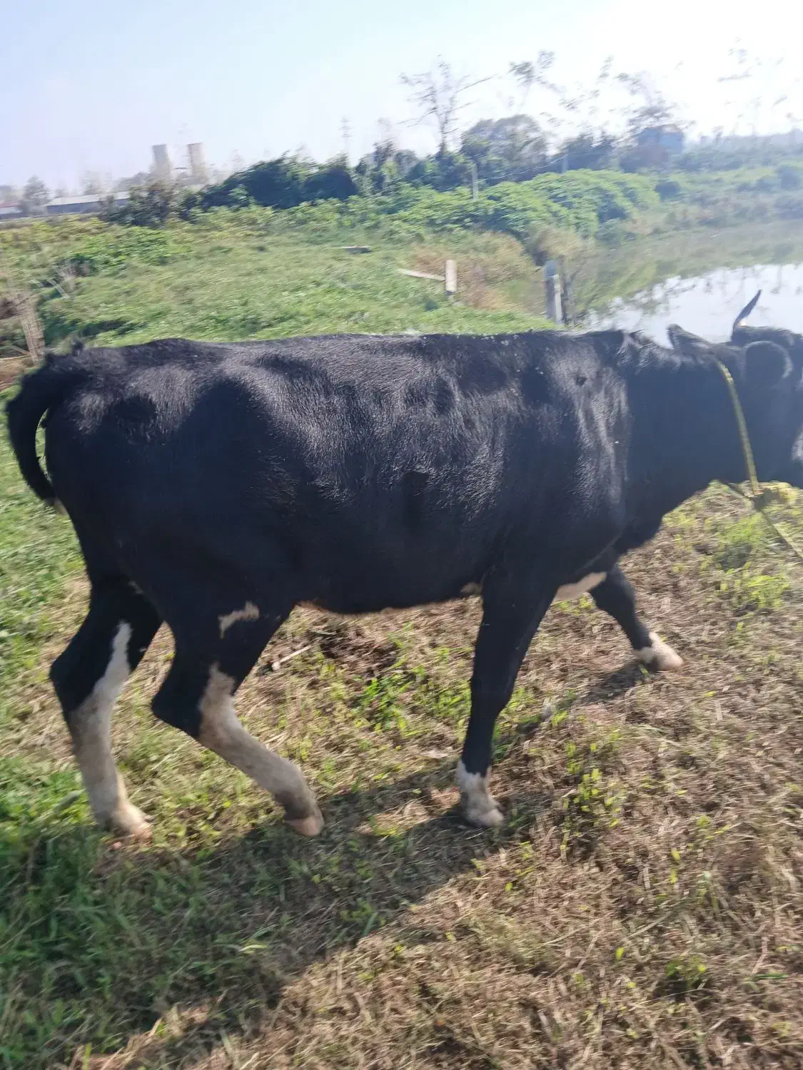 گاو ماده ۴ ماه بار دار به فروش میرسد|حیوانات مزرعه|سنگر, |دیوار