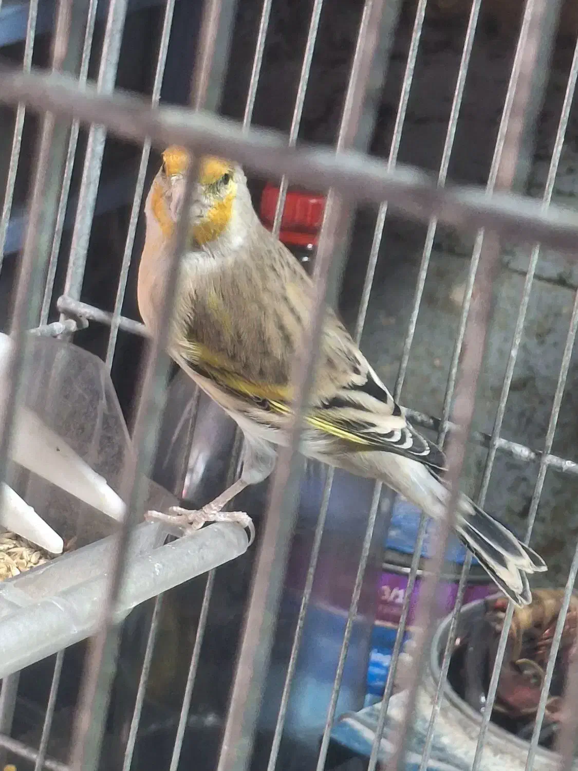 سهره قناری دهن لر|پرنده|ری, ولی آباد|دیوار