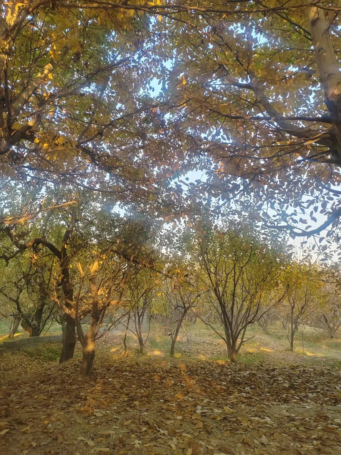 باغ 1100 متری شهریار ابراهیم آباد سند تک برگ|فروش خانه و ویلا|شهریار, ابراهیم‌آباد|دیوار