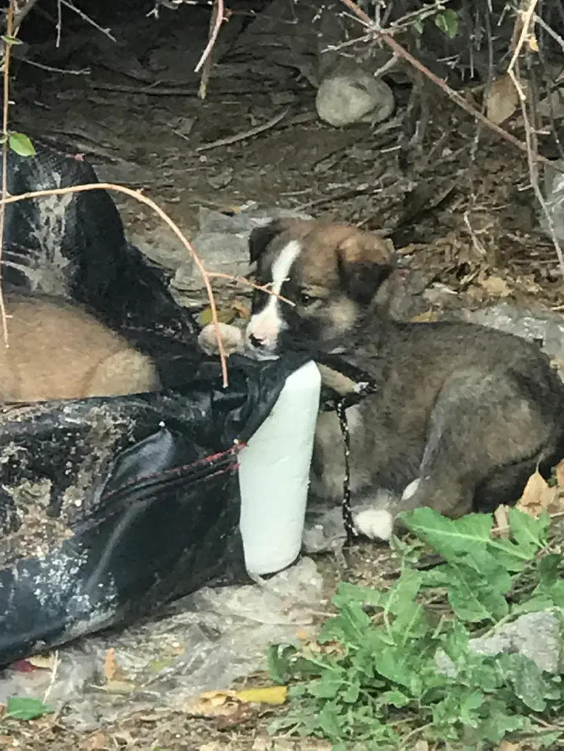 سگ نژاد دار|سگ|جم, |دیوار