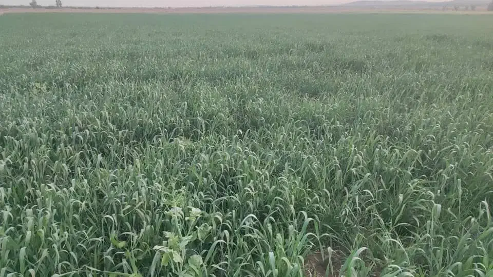 5هکتار زمین کشاورزی مناسب کاشت پیاز و گندم|اجارهٔ دفتر صنعتی، کشاورزی، تجاری|جیرفت, |دیوار