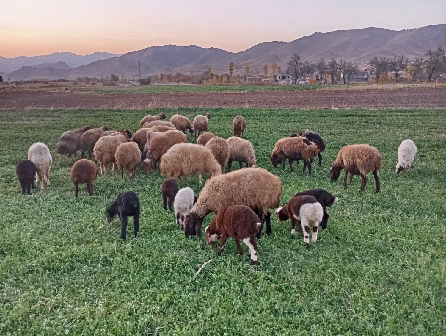 گوسفند میش و بره|حیوانات مزرعه|موچش, |دیوار