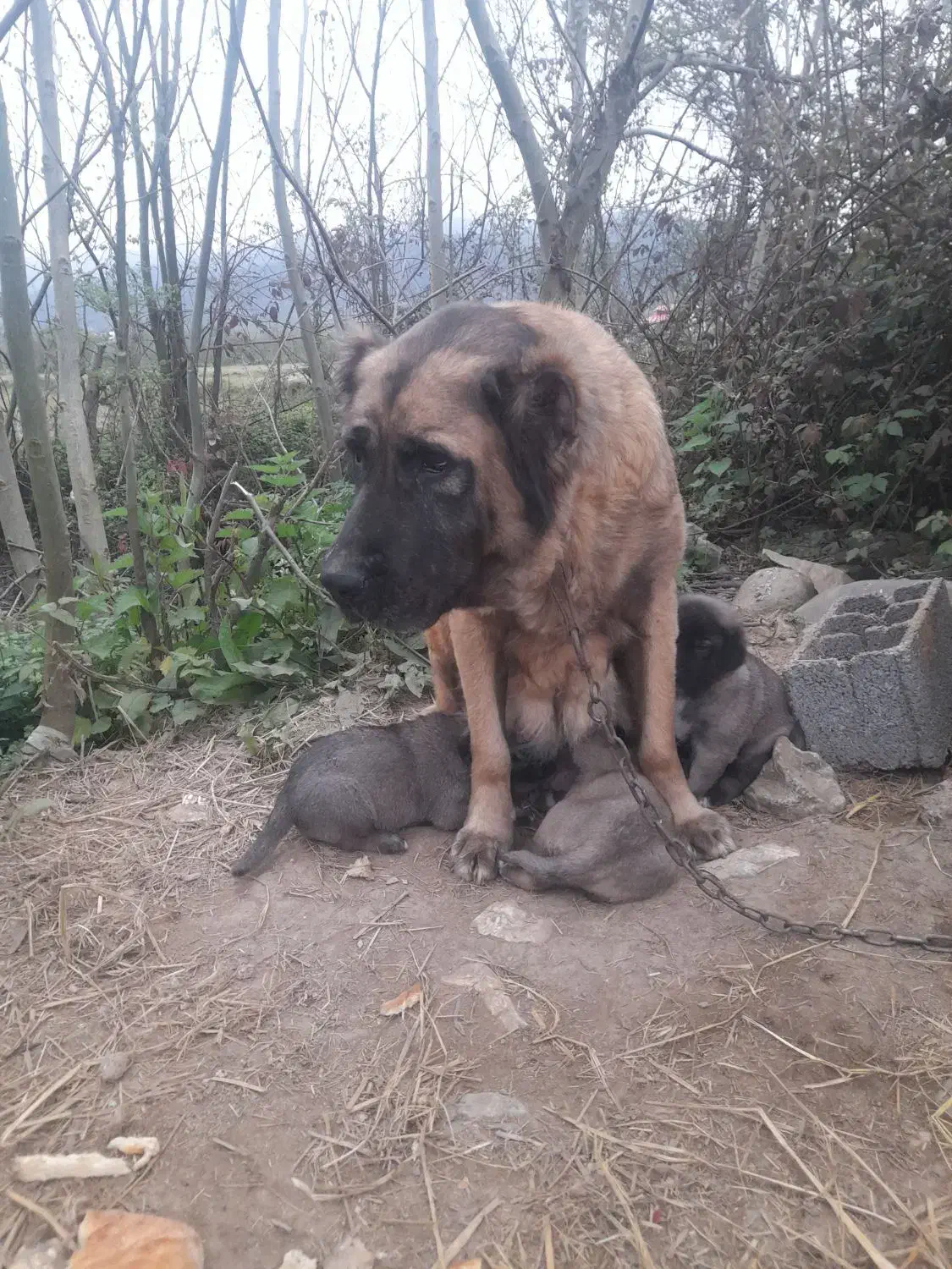 سگ سراب نر و ماده ذات قدیم.|سگ|رشت, حومه رشت|دیوار