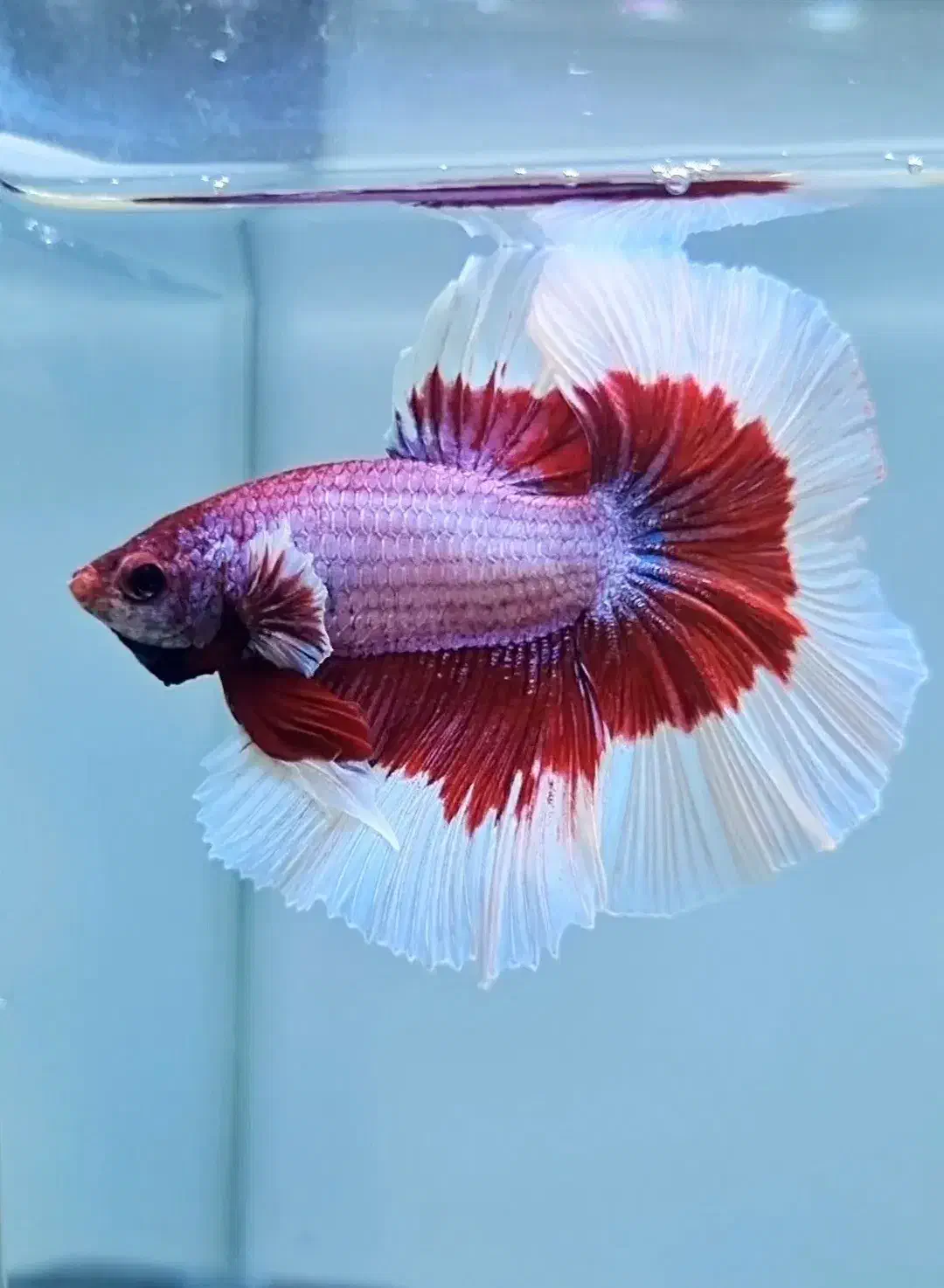 فایتر هافمون خیلی درشت|ماهی|اسلام‌شهر, شهرک مفیدی|دیوار