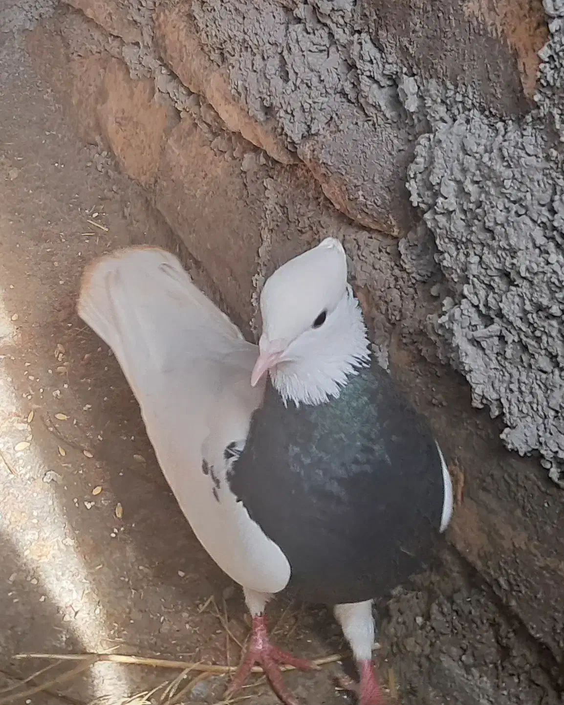 کبوتر|پرنده|قائن, |دیوار