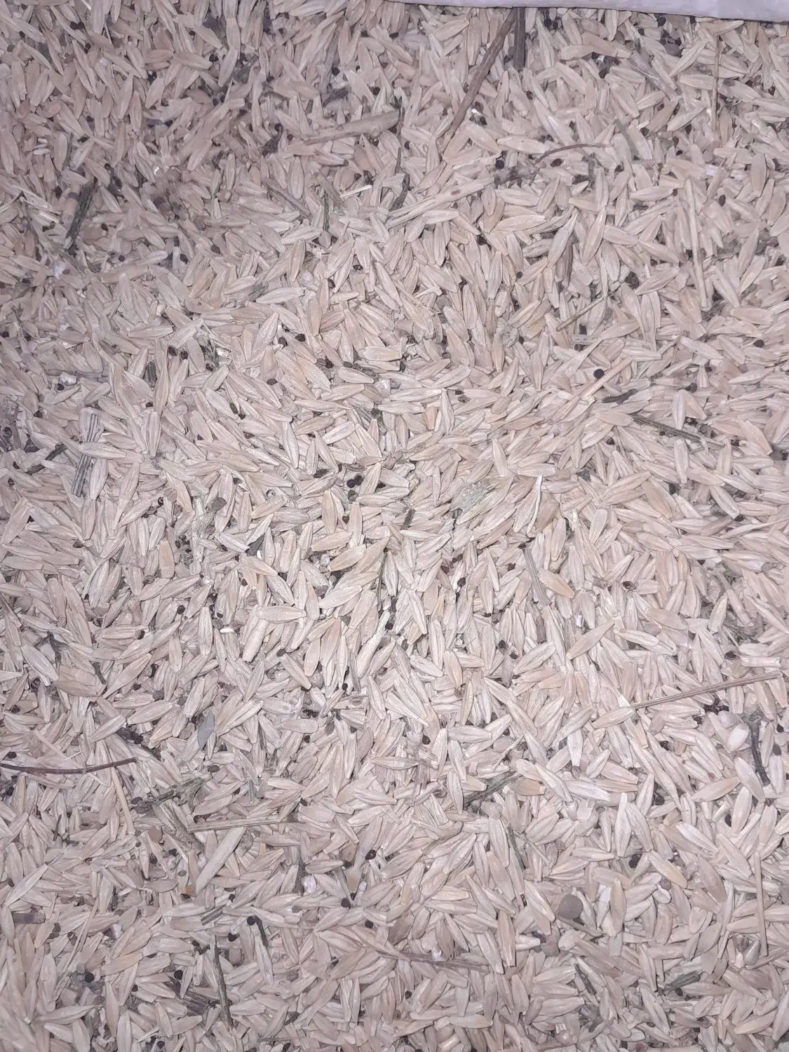 جو محلی|لوازم جانبی حیوانات|خواجه, |دیوار