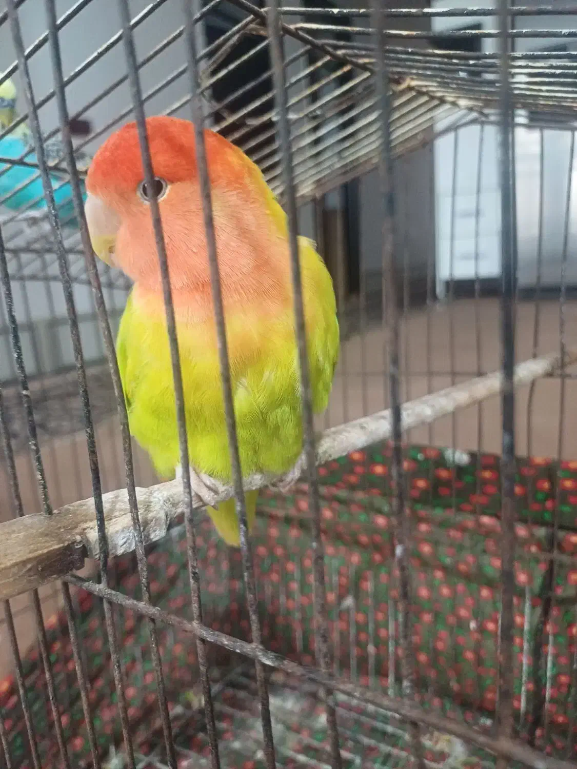 فروش مرغ عشق و طوطی برزیلی|پرنده|اهرم, |دیوار