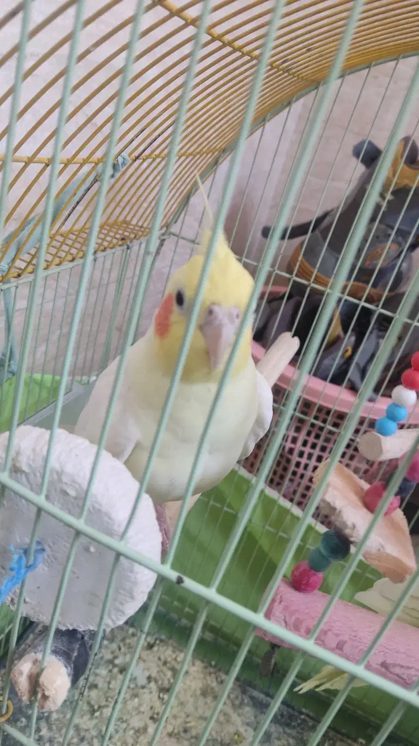 عروس هلندی|پرنده|نسیمشهر, |دیوار