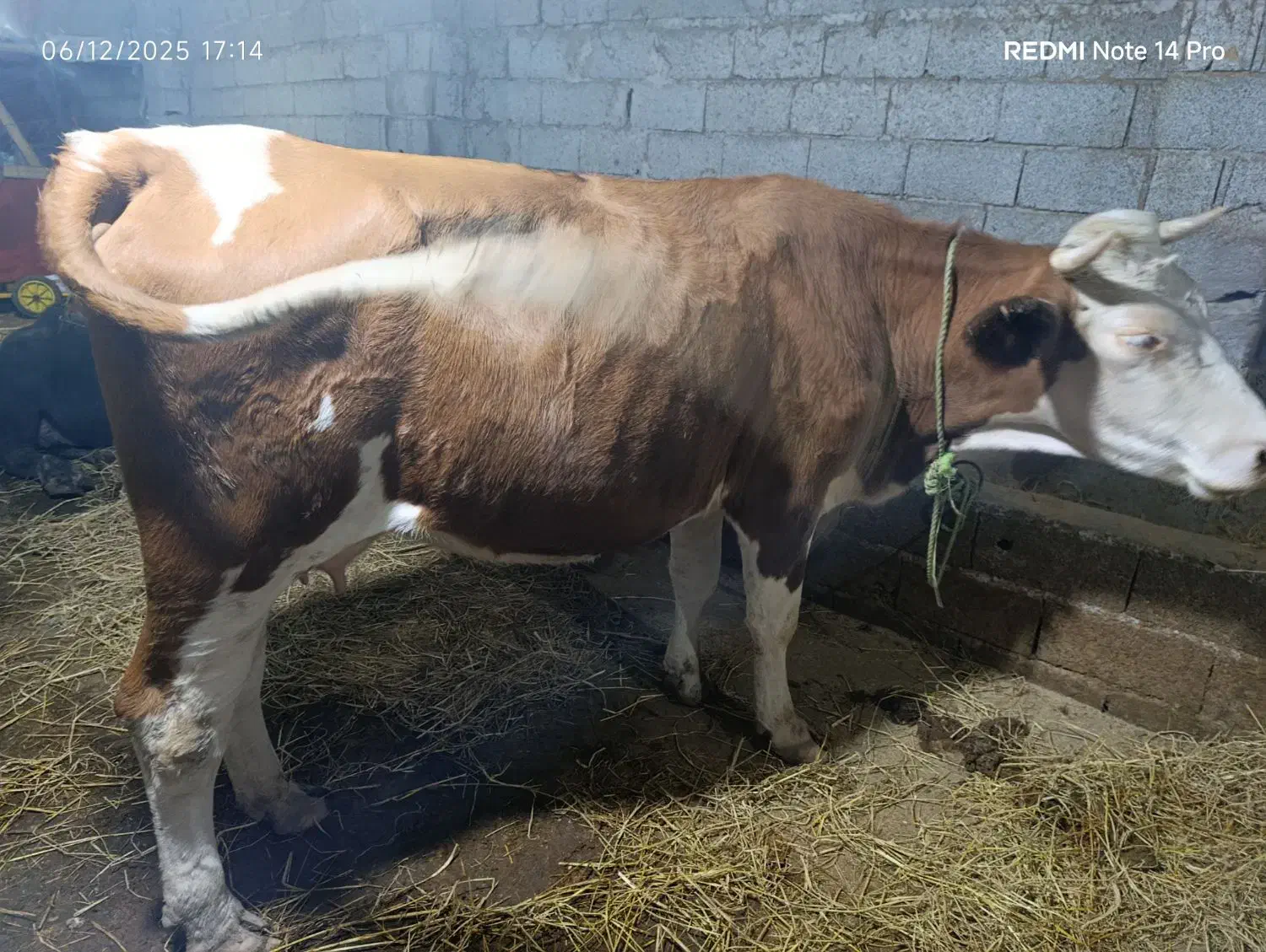 گاوسمیتال جوان|حیوانات مزرعه|کیاشهر, |دیوار