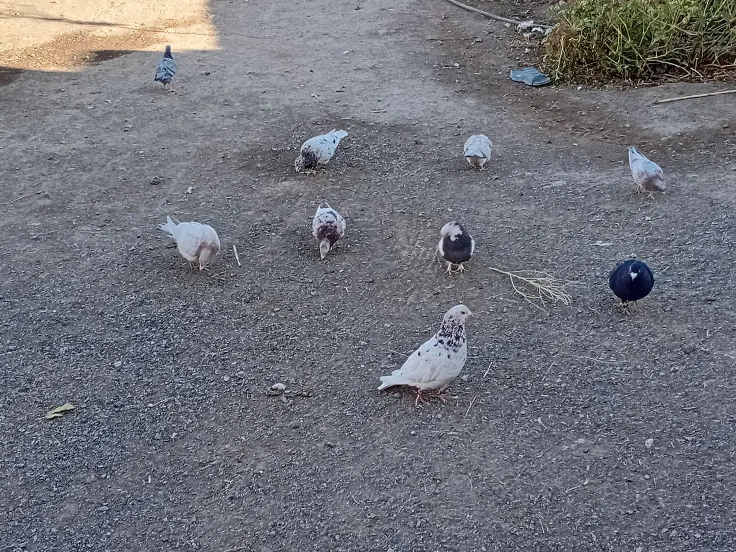 درود خدمت تمام عشق بازان عزیز|پرنده|سبزوار, قصبه شرقی|دیوار