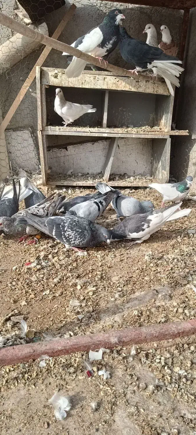 کبوتر|پرنده|قزوین, |دیوار