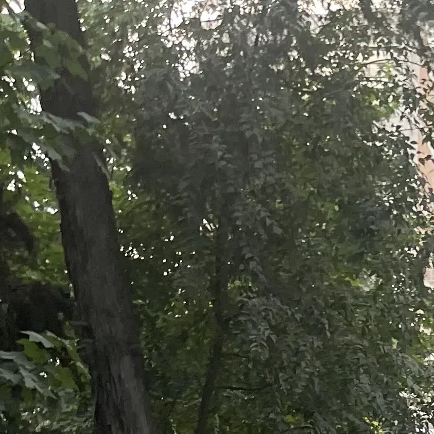 زمین مسکونی|فروش زمین و ملک کلنگی|علیآباد کتول, |دیوار