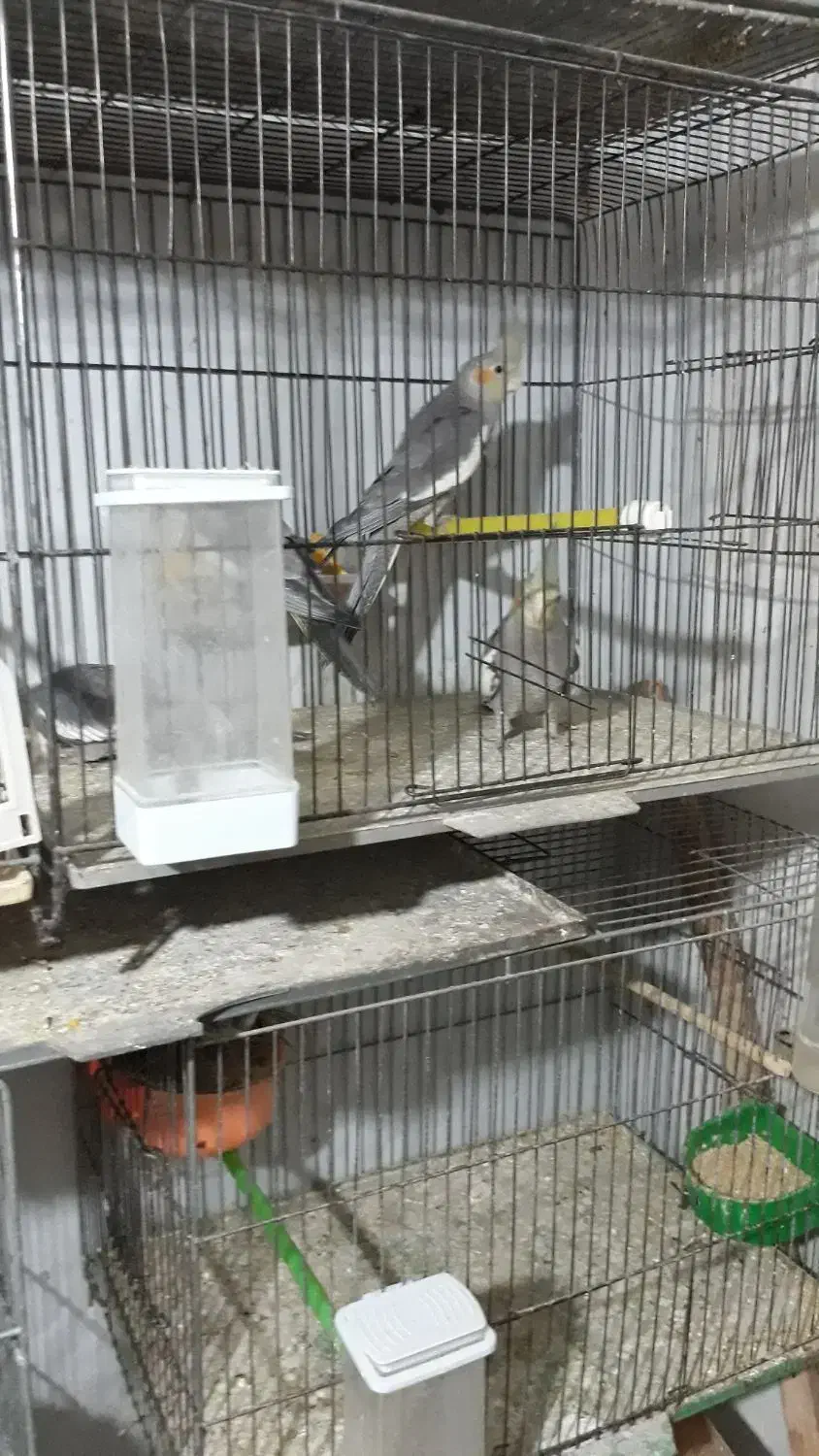 جوجه عروس|پرنده|اراک, |دیوار