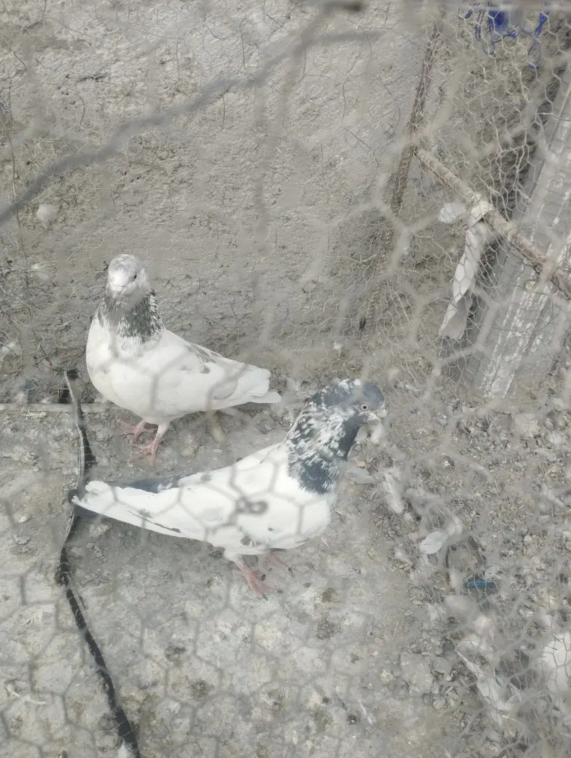 کبوتر|پرنده|ایرانشهر, |دیوار