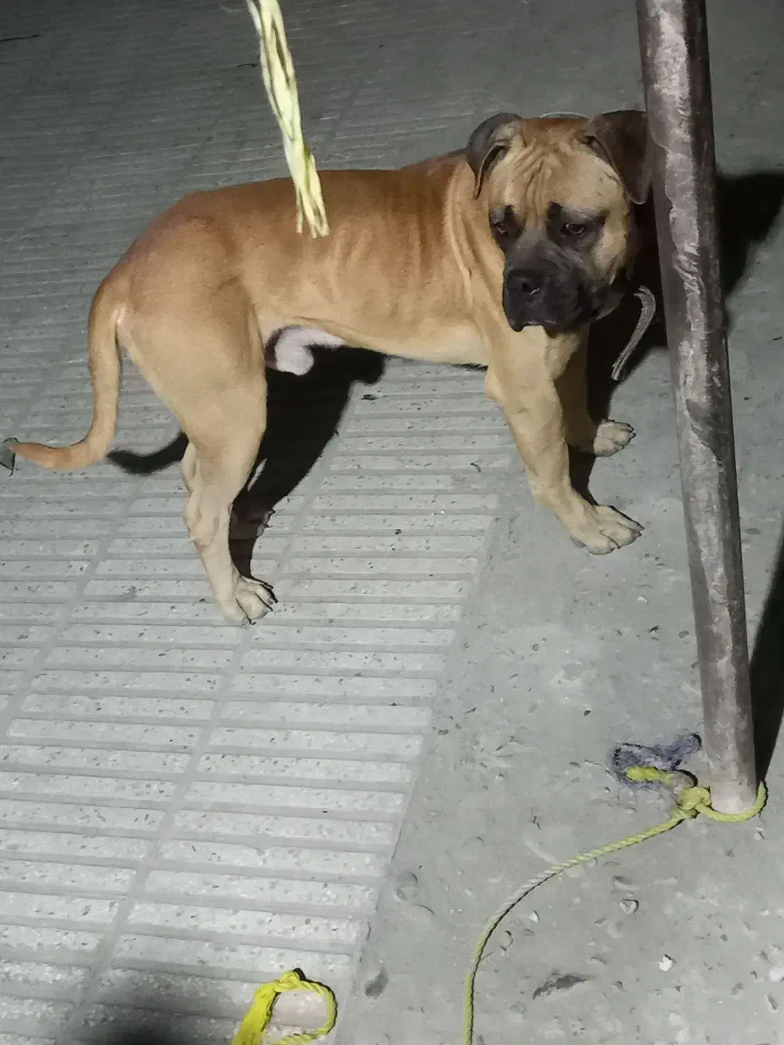 سگ باکسر|سگ|بابل, |دیوار